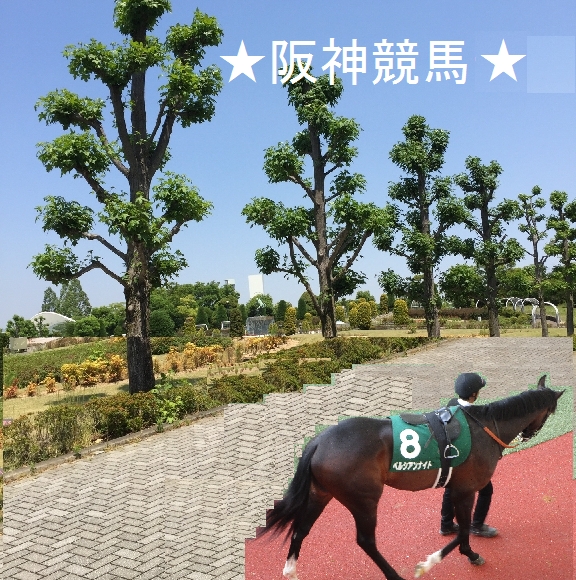 ★阪神競馬★